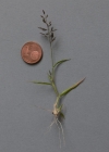 Einzelbild 2 Kleines Liebesgras - Eragrostis minor