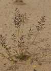 Einzelbild 3 Kleines Liebesgras - Eragrostis minor