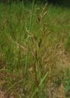 Einzelbild 2 Haar-Straussgras - Agrostis capillaris