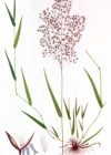 Einzelbild 3 Haar-Straussgras - Agrostis capillaris