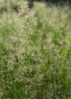 Einzelbild 1 Haar-Straussgras - Agrostis capillaris