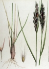 Einzelbild 2 Land-Reitgras - Calamagrostis epigejos