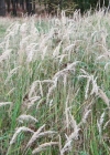 Einzelbild 3 Land-Reitgras - Calamagrostis epigejos