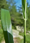 Einzelbild 1 Wolliges Reitgras - Calamagrostis villosa