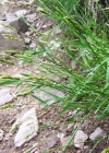 Einzelbild 2 Wolliges Reitgras - Calamagrostis villosa