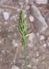 Einzelbild 3 Wolliges Reitgras - Calamagrostis villosa