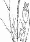 Einzelbild 4 Acker-Fuchsschwanz - Alopecurus myosuroides