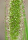 Einzelbild 3 Grüne Borstenhirse - Setaria viridis