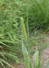 Einzelbild 1 Grüne Borstenhirse - Setaria viridis