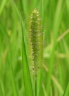 Einzelbild 2 Graugrüne Borstenhirse - Setaria pumila