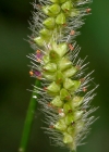 Einzelbild 3 Graugrüne Borstenhirse - Setaria pumila
