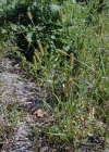 Einzelbild 4 Graugrüne Borstenhirse - Setaria pumila