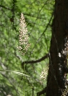 Einzelbild 4 Berg-Reitgras - Calamagrostis varia