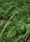 Einzelbild 4 Wolliges Reitgras - Calamagrostis villosa
