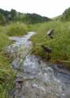 Einzelbild 3 Eis-Segge - Carex frigida