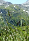 Einzelbild 4 Eis-Segge - Carex frigida