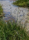 Einzelbild 1 Eis-Segge - Carex frigida