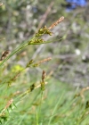 Einzelbild 2 Glanz-Segge - Carex liparocarpos