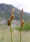 Einzelbild 1 Glanz-Segge - Carex liparocarpos