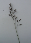 Einzelbild 4 Niedriger Schwingel - Festuca quadriflora