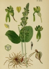 Einzelbild 4 Grosses Zweiblatt - Listera ovata