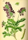 Einzelbild 4 Alpen-Süssklee - Hedysarum hedysaroides