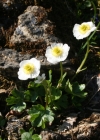 Einzelbild 3 Alpen-Hahnenfuss - Ranunculus alpestris