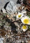 Einzelbild 3 Gletscher-Hahnenfuss - Ranunculus glacialis