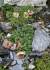 Einzelbild 4 Gletscher-Hahnenfuss - Ranunculus glacialis