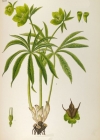 Einzelbild 2 Grüne Nieswurz - Helleborus viridis