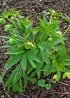 Einzelbild 1 Grüne Nieswurz - Helleborus viridis