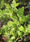 Einzelbild 3 Heidelbeere - Vaccinium myrtillus