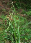 Einzelbild 4 Wald-Segge - Carex sylvatica