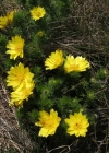 Einzelbild 3 Frühlings-Adonis - Adonis vernalis