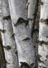 Einzelbild 4 Moor-Birke - Betula pubescens