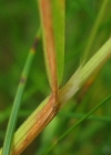 Einzelbild 4 Flaum-Wiesenhafer - Helictotrichon pubescens