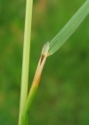 Einzelbild 4 Rasen-Schmiele - Deschampsia cespitosa