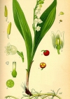 Einzelbild 4 Maiglöckchen - Convallaria majalis