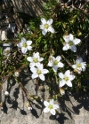 Einzelbild 1 Frühlings-Miere - Minuartia verna