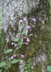 Einzelbild 3 Wald-Bergminze - Calamintha menthifolia
