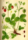 Einzelbild 2 Wald-Erdbeere - Fragaria vesca