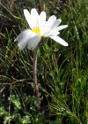 Einzelbild 1 Alpenmargerite - Leucanthemopsis alpina