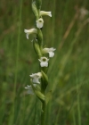 Einzelbild 3 Sommer-Wendelähre - Spiranthes aestivalis