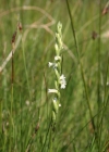 Einzelbild 4 Sommer-Wendelähre - Spiranthes aestivalis