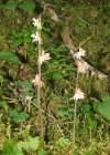Einzelbild 2 Widerbart - Epipogium aphyllum