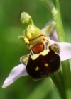 Einzelbild 1 Bienen-Ragwurz - Ophrys apifera