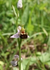 Einzelbild 2 Bienen-Ragwurz - Ophrys apifera