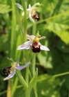 Einzelbild 3 Bienen-Ragwurz - Ophrys apifera