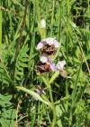 Einzelbild 1 Gewöhnliche Hummel-Ragwurz - Ophrys holosericea subsp. holosericea