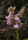 Einzelbild 2 Kleines Knabenkraut - Orchis morio
